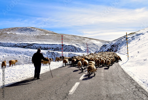 Moutons en transhumance dans les Pyrénées