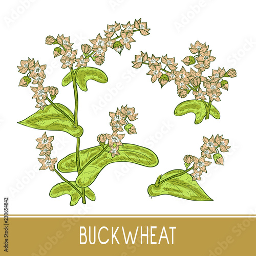 Buckwheat. Plant. Sketch. On a white background. Set. Color