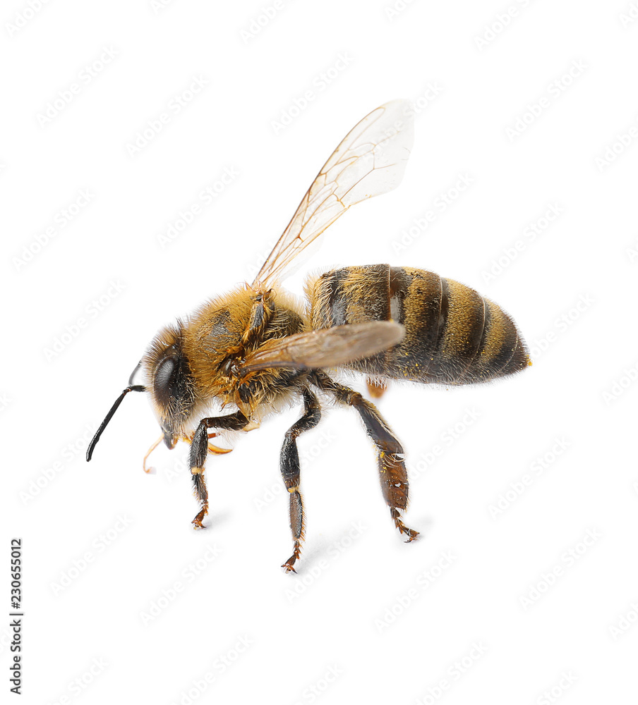 Beautiful honeybee on white background. Domesticated insect Beautiful honeybee on white background. Domesticated insect
