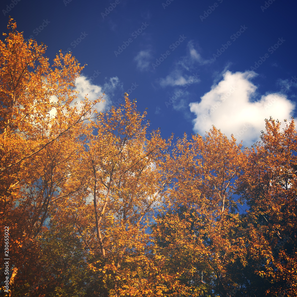 toned picture with a soft contrast, trees with yellow autumn leaves toned picture with a soft contrast, trees with yellow autumn leaves