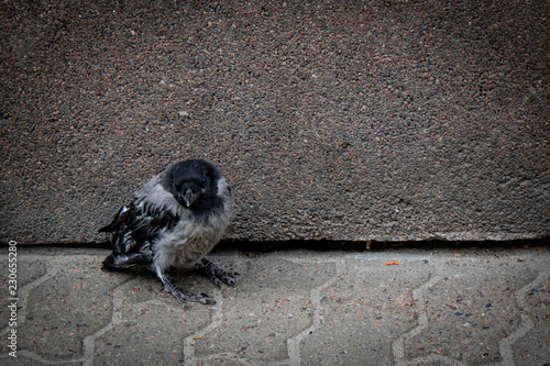 baby crow sitting alone on the street
