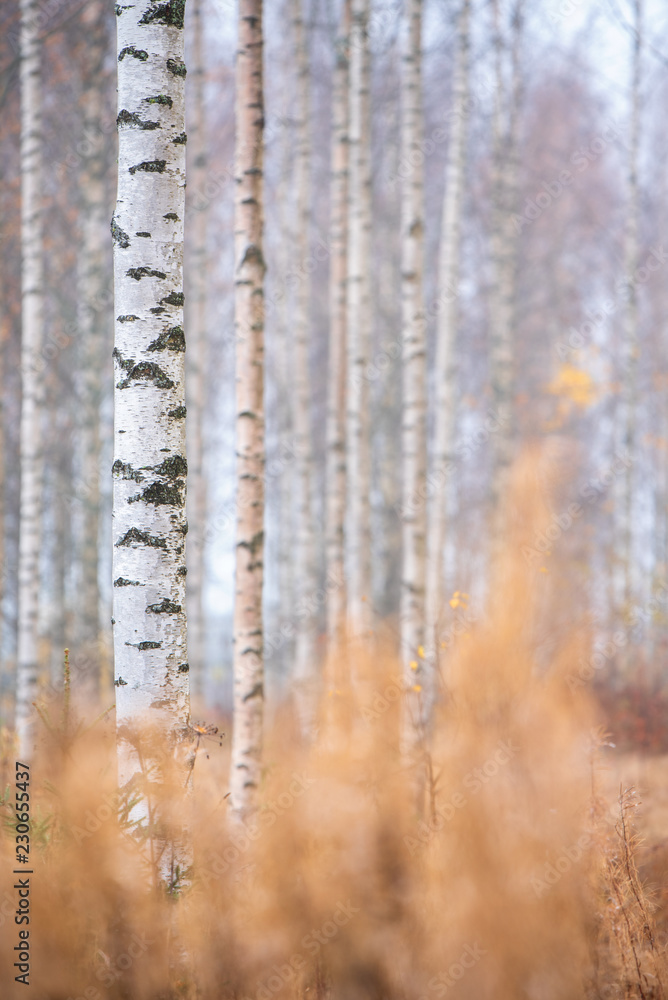 Birch (Betula pendula) tree trunks in autumn forest. Birch (Betula pendula) tree trunks in autumn forest.