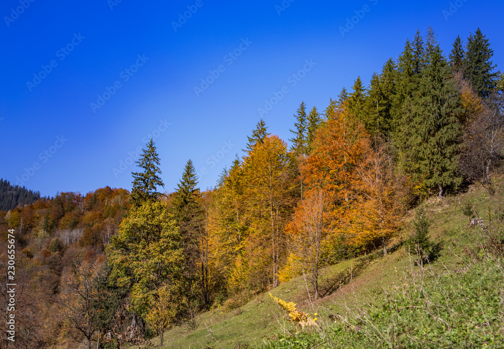 Beautiful orange and red autumn forest. Autumn forest, many trees in the orange hills, orange oak, yellow birch, green spruce, Hilly autumn forest. Beautiful orange and red autumn forest. Autumn forest, many trees in the orange hills, orange oak, yellow birch, green spruce, Hilly autumn forest.