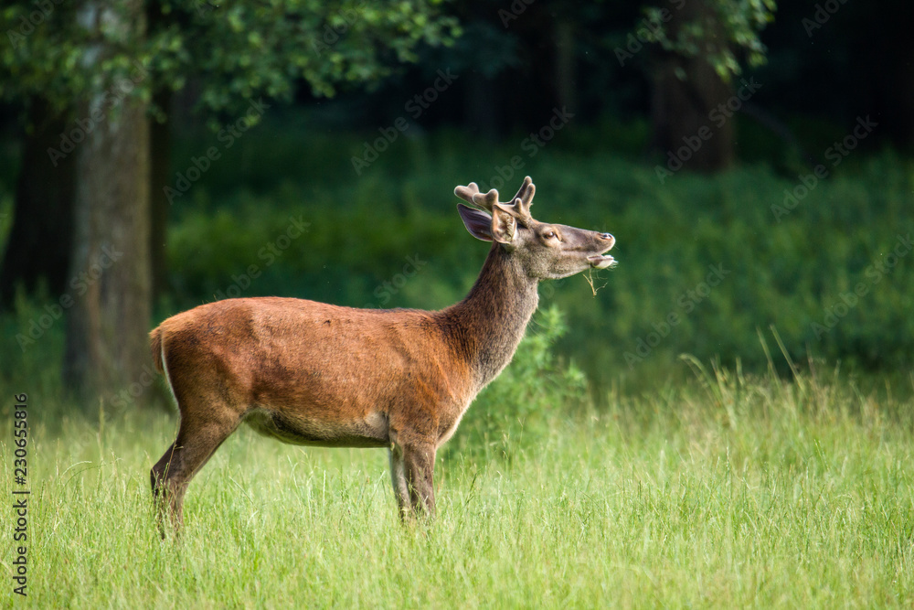 Young Red deer in flehmen position Young Red deer in flehmen position