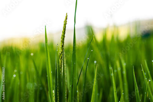 Close up of green rice paddy  in the morning background