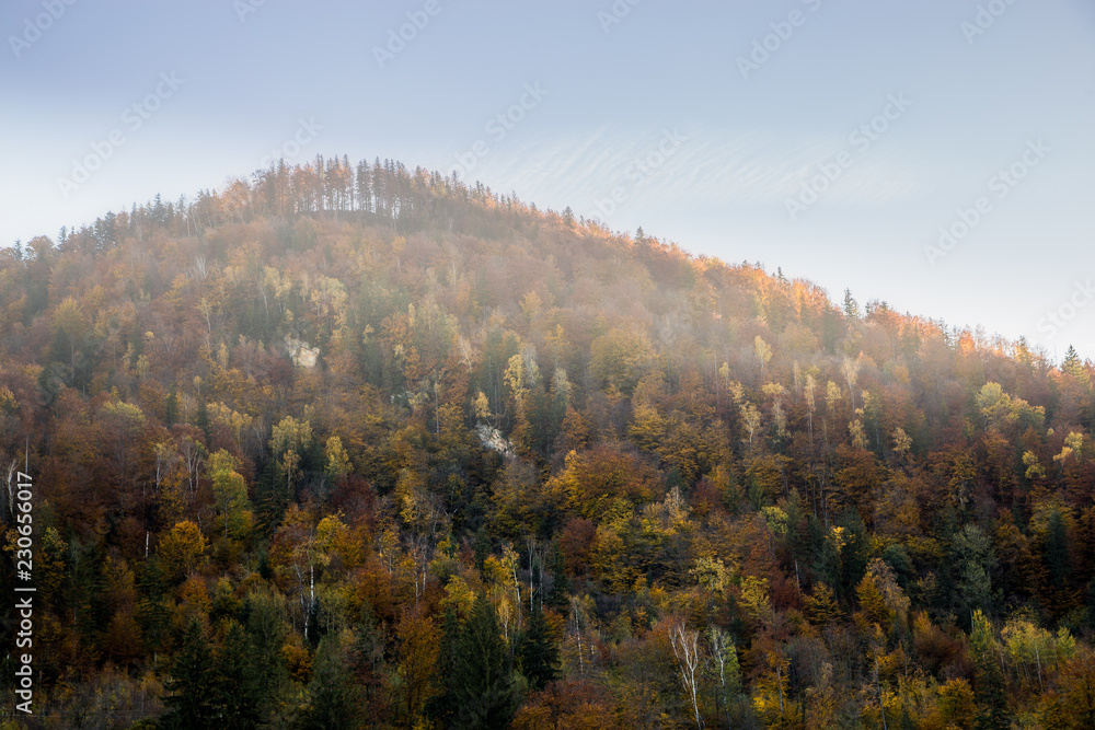 Beautiful orange and red autumn forest. Autumn forest, many trees in the orange hills, orange oak, yellow birch, green spruce, Hilly autumn forest.