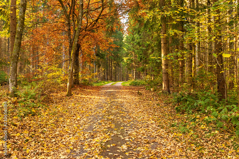 Hiking impression in the Black Forest along the Roetenbach in Autumn, Germany. Magical Autumn Forrest. Colorful Fall Leaves. Romantic Background. Hiking impression in the Black Forest along the Roetenbach in Autumn, Germany. Magical Autumn Forrest. Colorful Fall Leaves. Romantic Background.