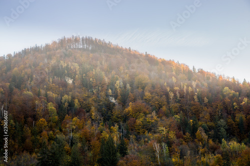 Beautiful orange and red autumn forest. Autumn forest, many trees in the orange hills, orange oak, yellow birch, green spruce, Hilly autumn forest.