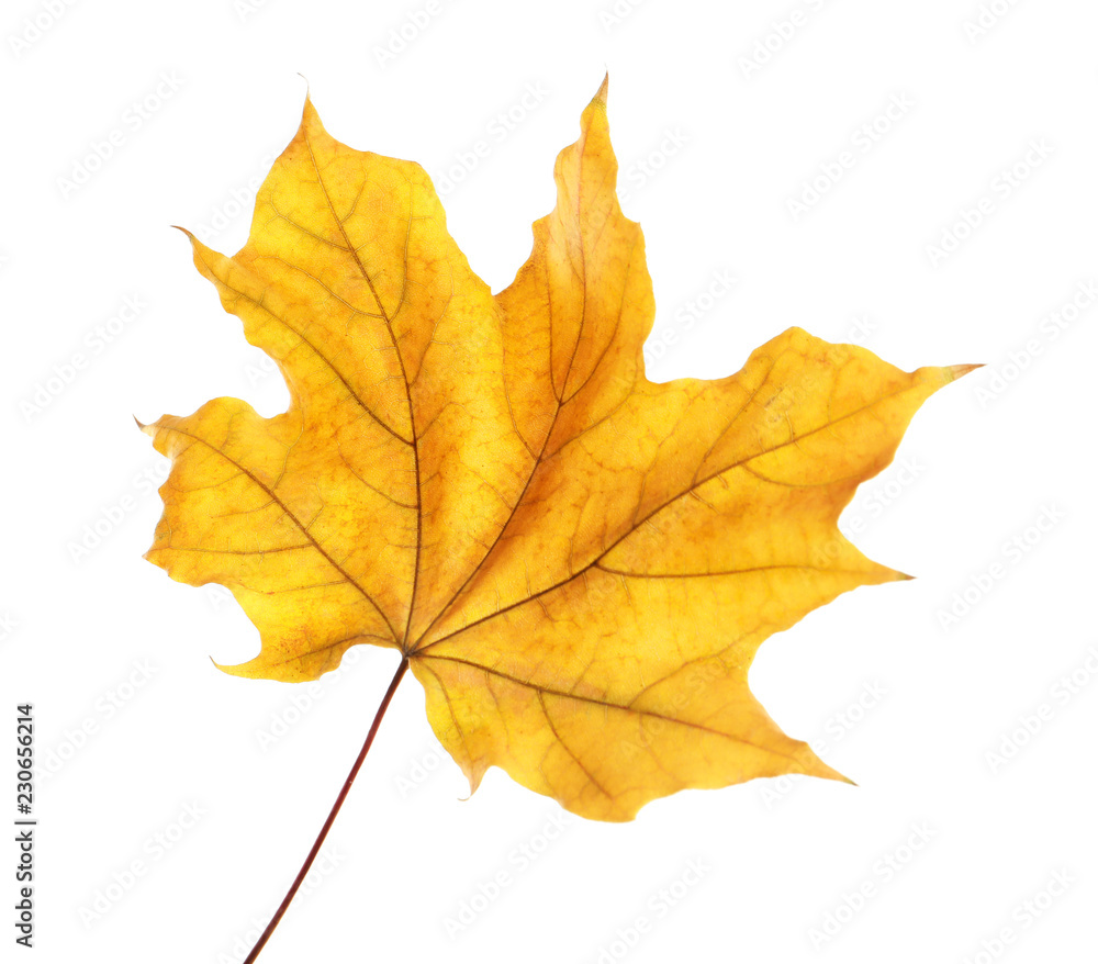 Beautiful autumn leaf on white background. Fall foliage Beautiful autumn leaf on white background. Fall foliage