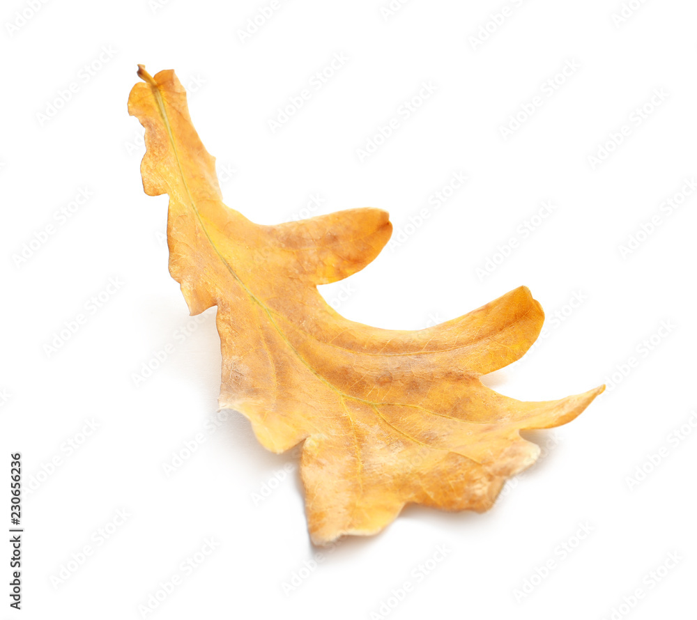 Fototapeta premium Beautiful autumn leaf on white background. Fall foliage