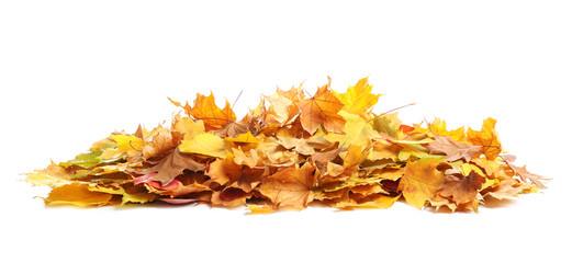Heap of autumn leaves on white background