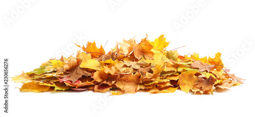 Fotografie Heap of autumn leaves on white background