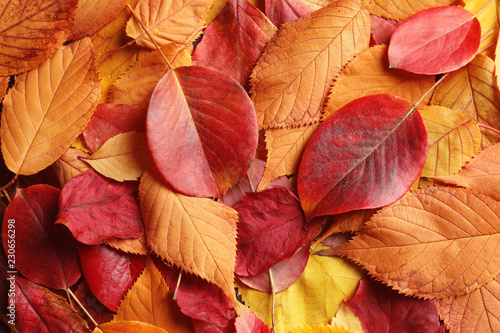 Many autumn leaves as background, top view