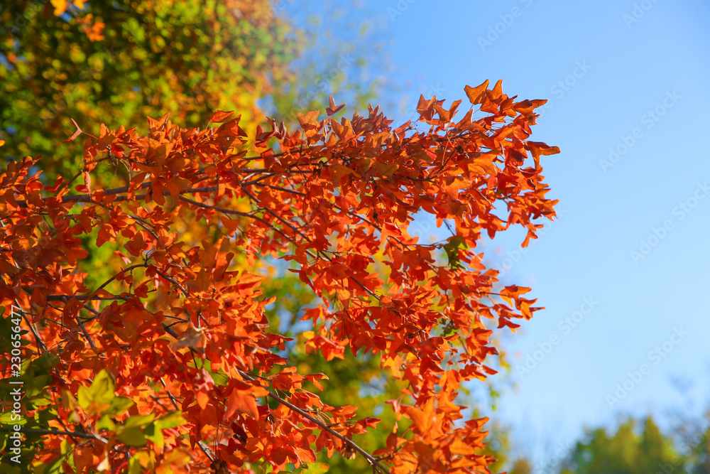 Branches with autumn leaves against blue sky on sunny day