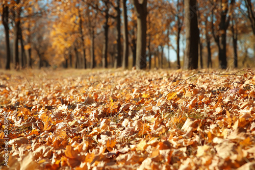 Autumn dry leaves on ground in park