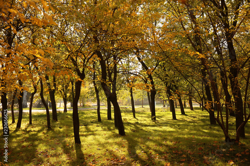 Beautiful autumn landscape with trees and dry leaves on ground