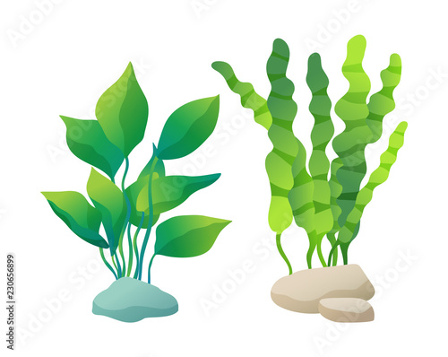 Sea or Aquarium Algae Types Color Illustration Set