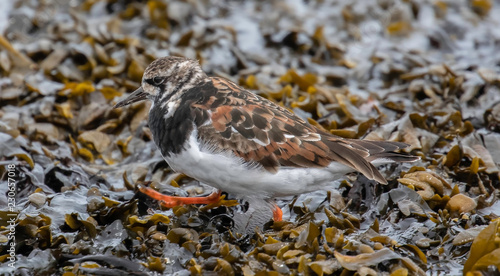 turnstone in the uk