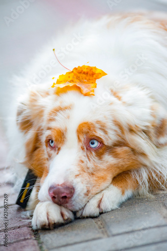 Dog with mapple leaf on head