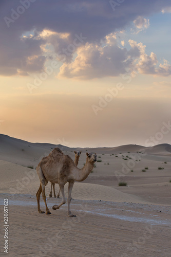 Two camels walking a road at sunset in the desert