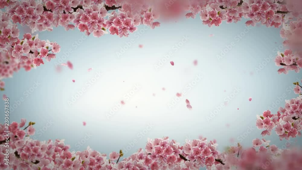 Cherry blossoms moving along the wind. Cherry blossoms moving along the wind.