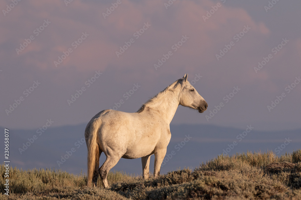 Majestic Wild Horse in the High desert Majestic Wild Horse in the High desert