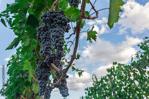 Grappoli d'uva maturi appesi alla pianta pronti per essere raccolti durante la vendemmia, vista dal basso photo