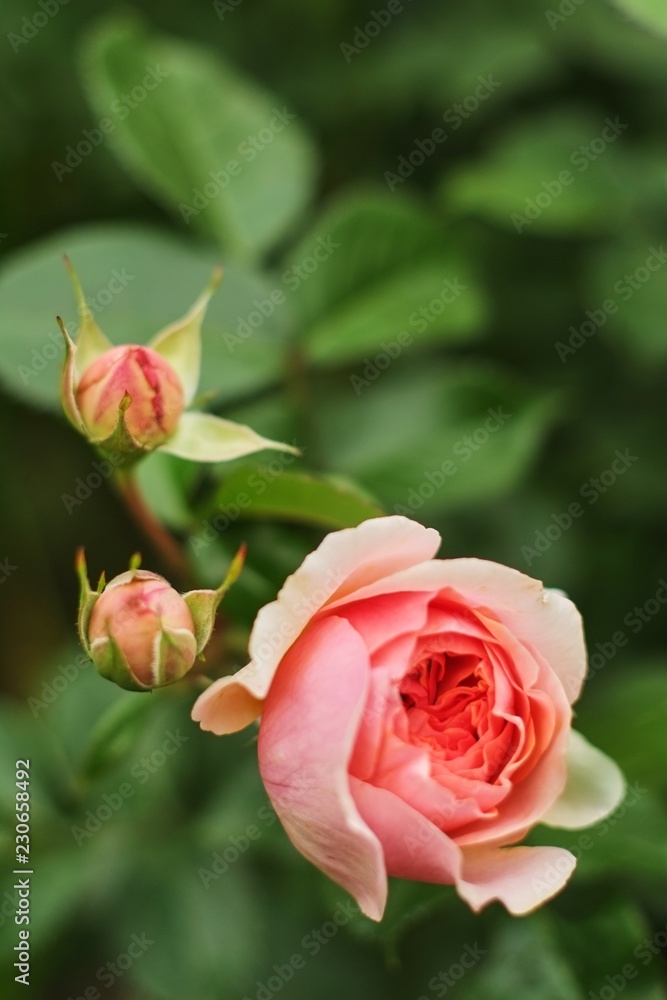 Pink rose on a blurry dark green leafy background. Pink rose on a blurry dark green leafy background.