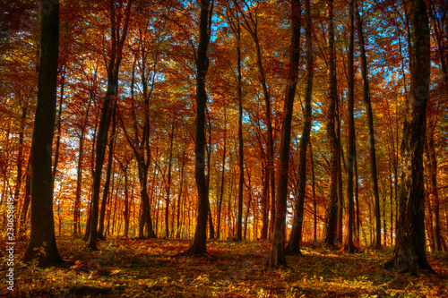 Yellow-red forest in autumn. Masuria, Poland.