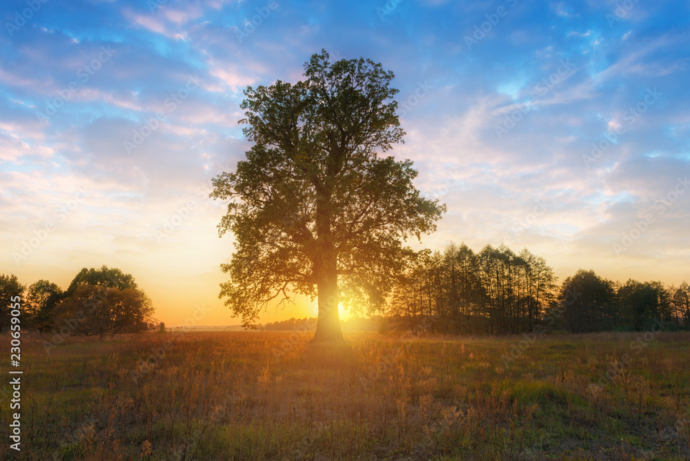 Obraz premium Beautiful sunset with setting sun beyond the alone oak.