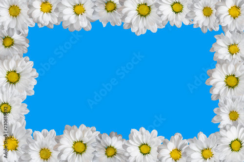Frame made of white daisies. Isolated on blue. © ysuel