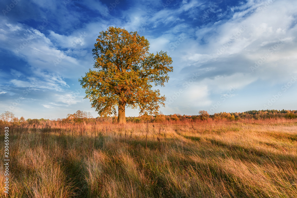 Fototapeta premium Autumn landscape with alone oak in meadow.
