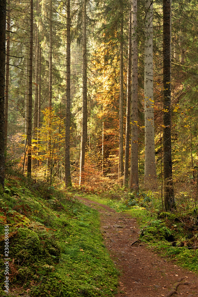 Hiking impression in the Black Forest along the Roetenbach in Autumn, Germany. Magical Autumn Forrest. Colorful Fall Leaves. Romantic Background. Hiking impression in the Black Forest along the Roetenbach in Autumn, Germany. Magical Autumn Forrest. Colorful Fall Leaves. Romantic Background.