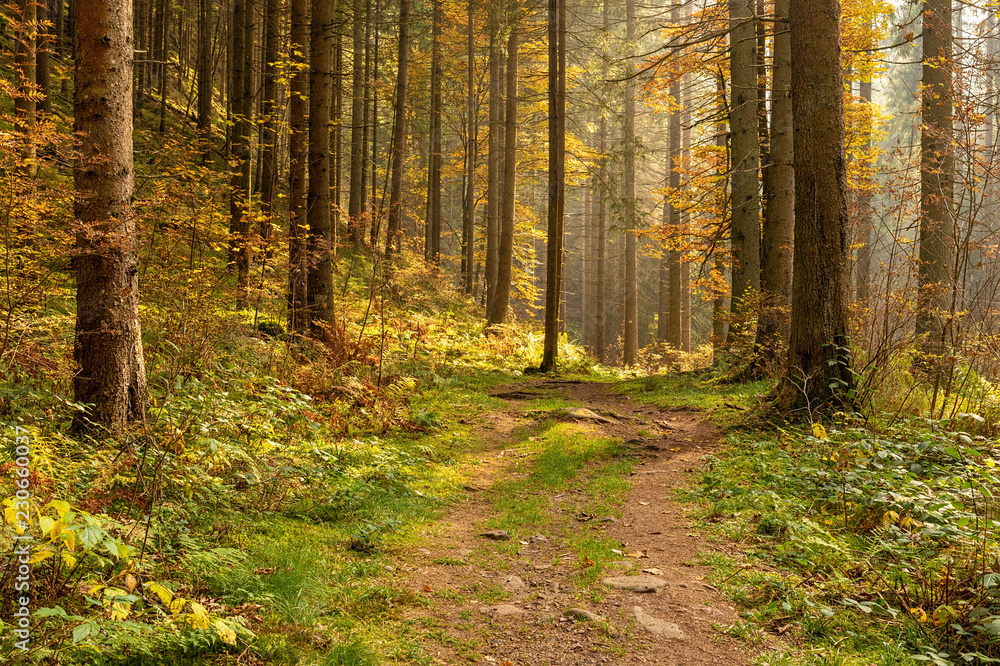 Obraz premium Hiking impression in the Black Forest along the Roetenbach in Autumn, Germany. Magical Autumn Forrest. Colorful Fall Leaves. Romantic Background.