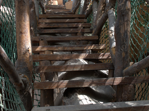 Wallpaper Mural old forest Torontodigital.ca