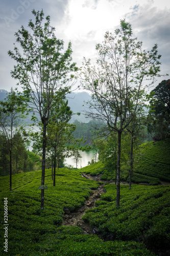 Fototapeta Naklejka Na Ścianę i Meble -  Sri Lanka tea plantage