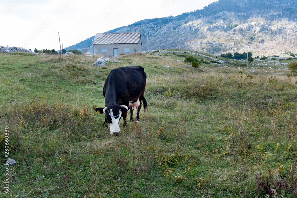Funny curious cow standing full-length in a grassy field on a bright and sunny day in Montenegro Cute black and white cow on a green summer meadow looking at the camera Farm animals 