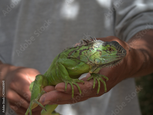 Wallpaper Mural green iguana in the hand Torontodigital.ca