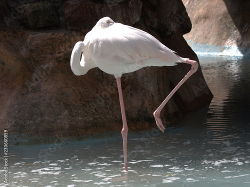 Wallpaper Mural flamingo in zoo Torontodigital.ca