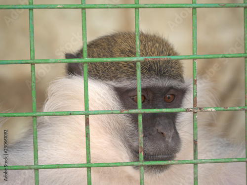 Wallpaper Mural monkey in the zoo Torontodigital.ca