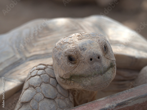 Wallpaper Mural turtle on the beach Torontodigital.ca