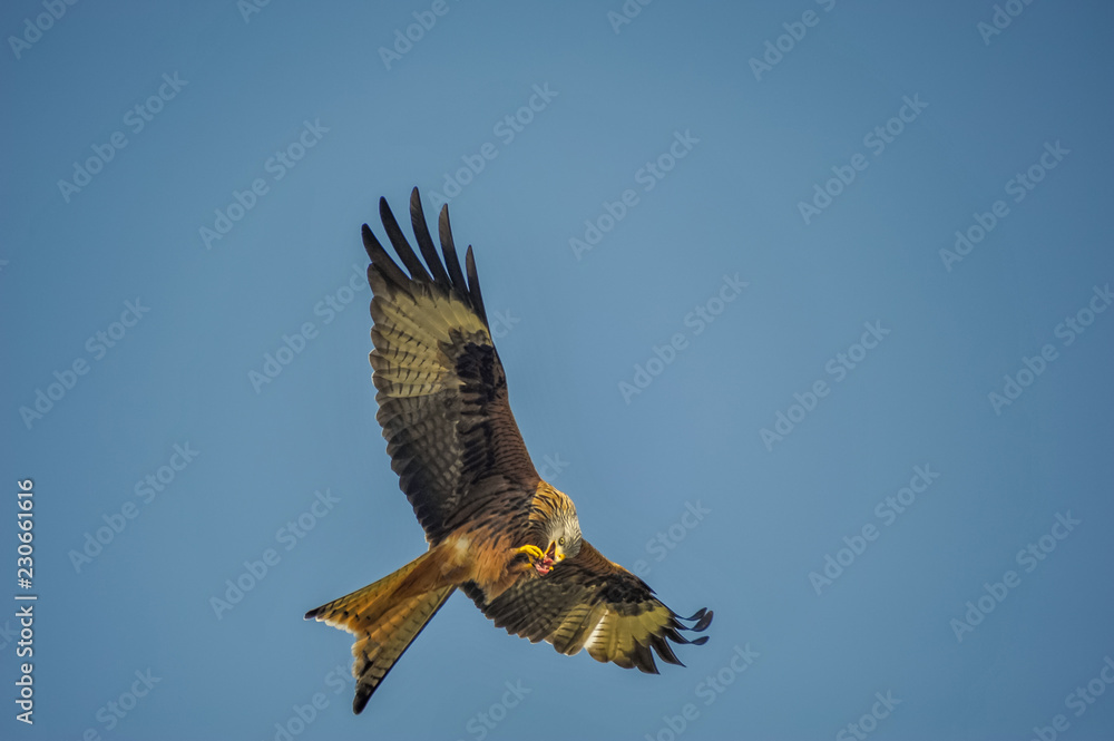 Obraz premium Red Kite