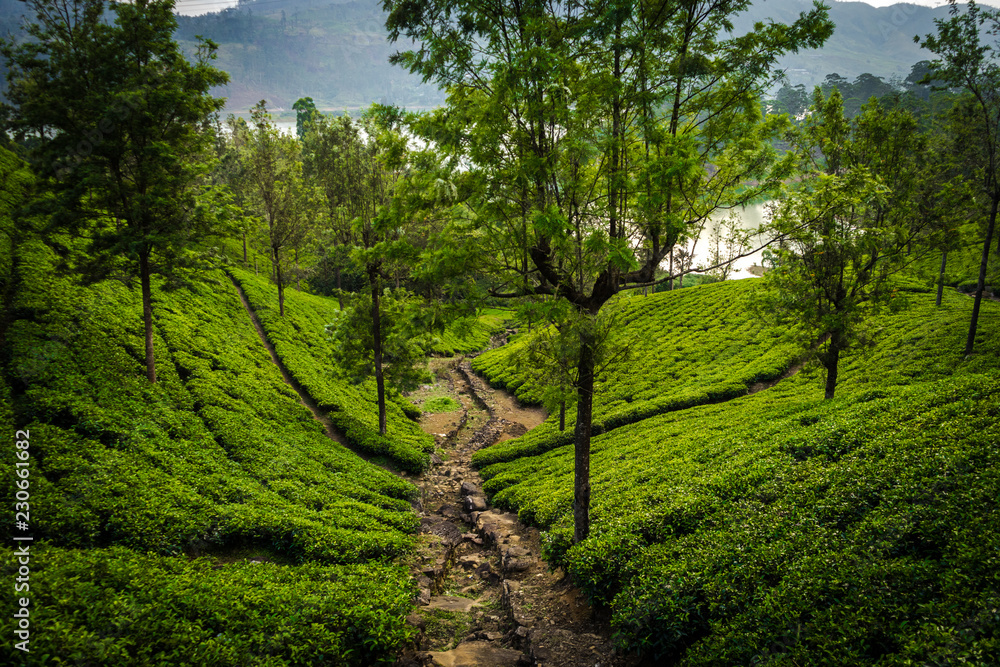 way through a tea field