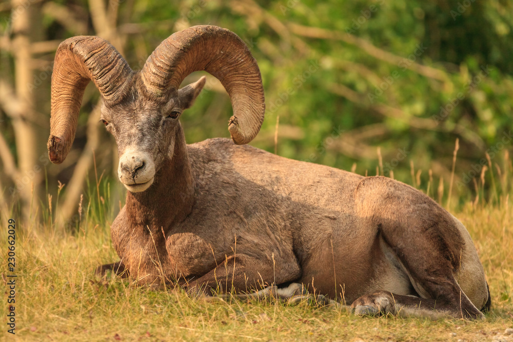 Big Horn Sheep bedding down