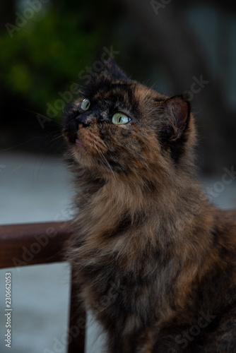 Brown cat