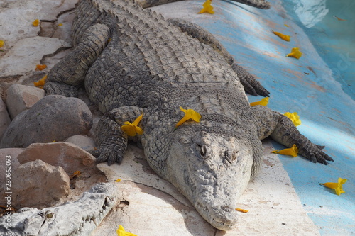Wallpaper Mural OLYMPUS DIGITAL CAMERA Torontodigital.ca