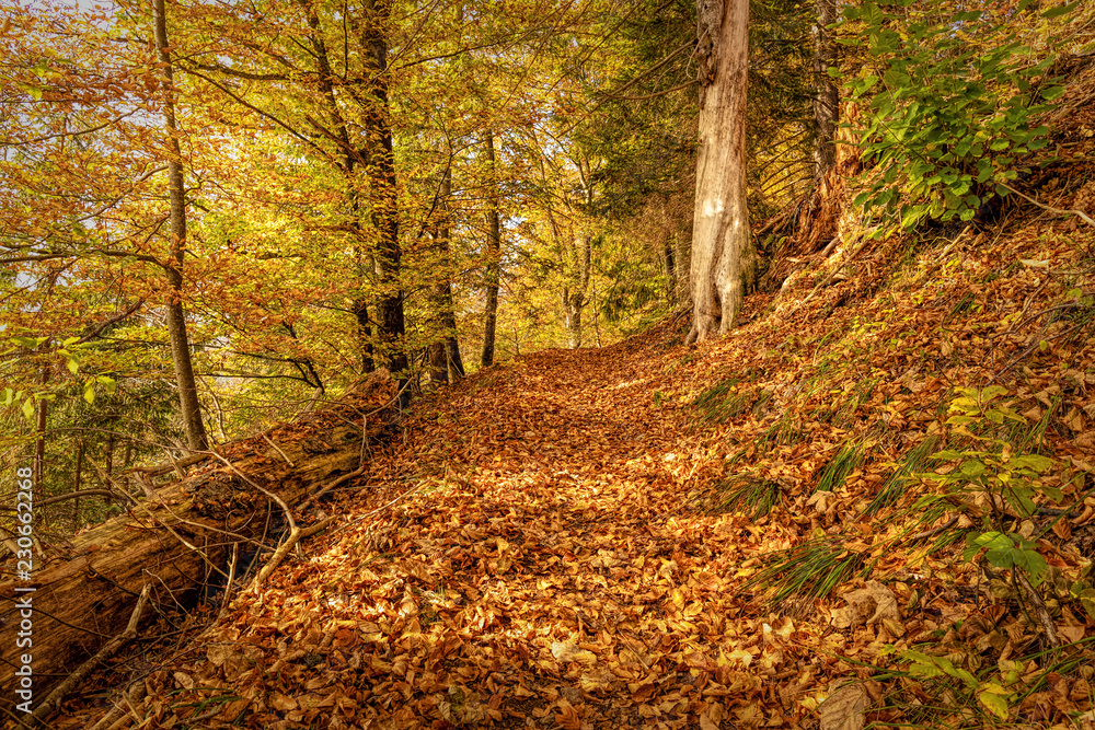 Hiking impression in the Black Forest along the Roetenbach in Autumn, Germany. Magical Autumn Forrest. Colorful Fall Leaves. Romantic Background. Hiking impression in the Black Forest along the Roetenbach in Autumn, Germany. Magical Autumn Forrest. Colorful Fall Leaves. Romantic Background.