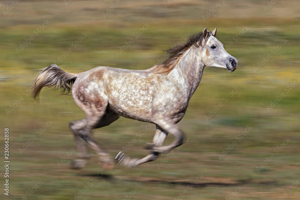 horse at speed horse at speed