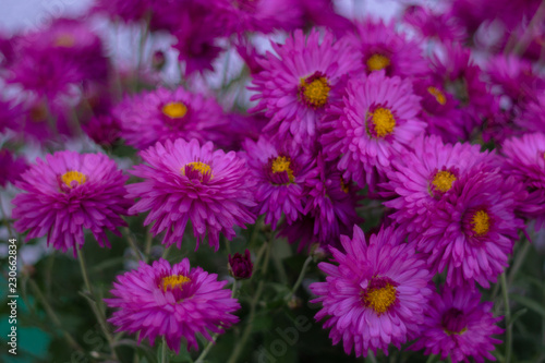 Purple chrysanthemums with blurred background and very soft focus. Art idea.