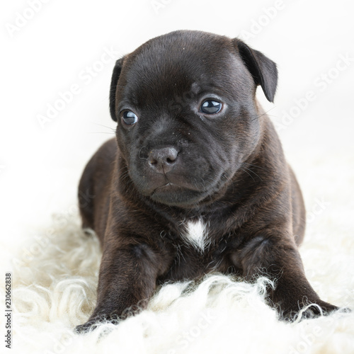 English Staffordshire bull Terrier puppy   © photollurg